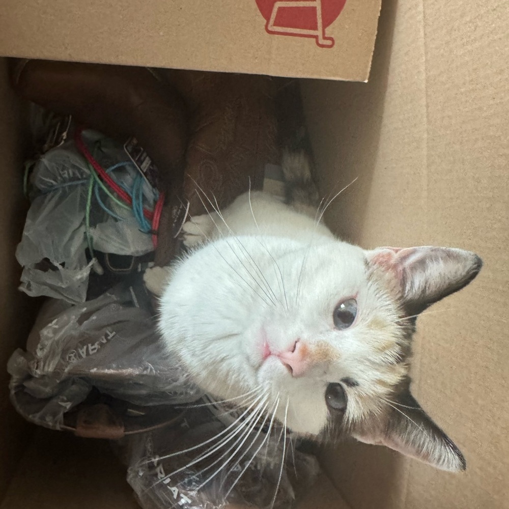 Adorable Calico Cat in a Box
